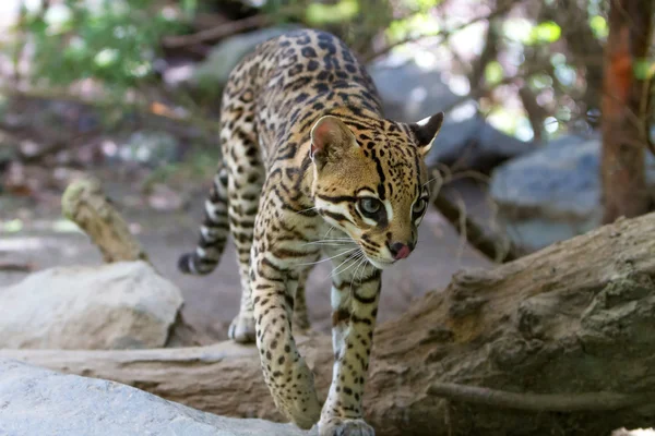 Оцелот, Leopardus pardalis , — стоковое фото