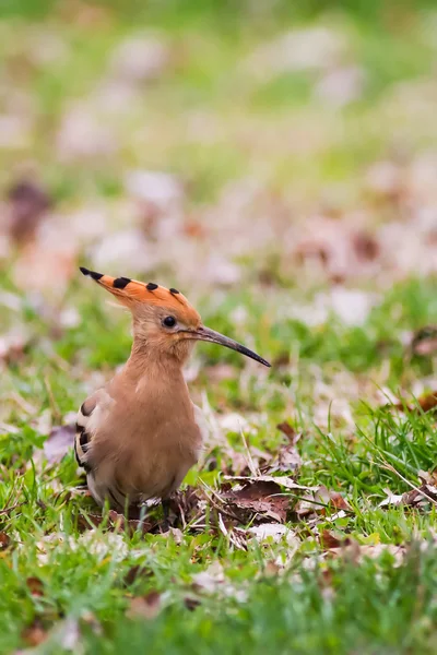 Hop of upupa — Stockfoto