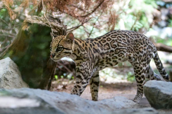 Ocelot, Leopardus pardalis, — Stok fotoğraf