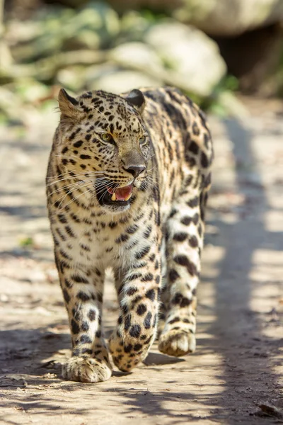 Amur Leopardo — Foto Stock