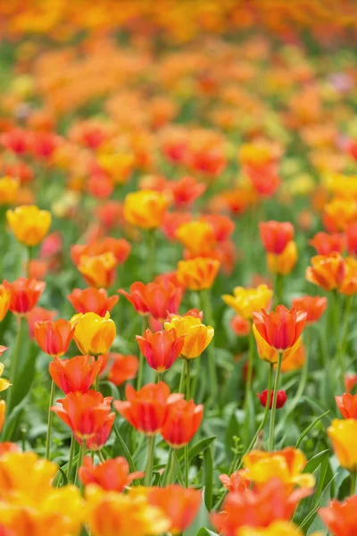 Campo de tulipanes — Foto de Stock