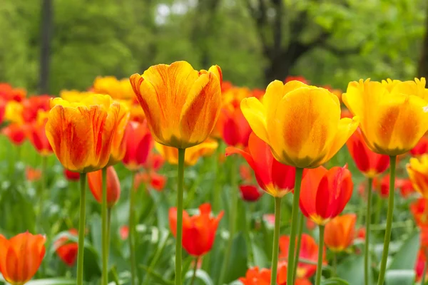 Pole tulipánů — Stock fotografie