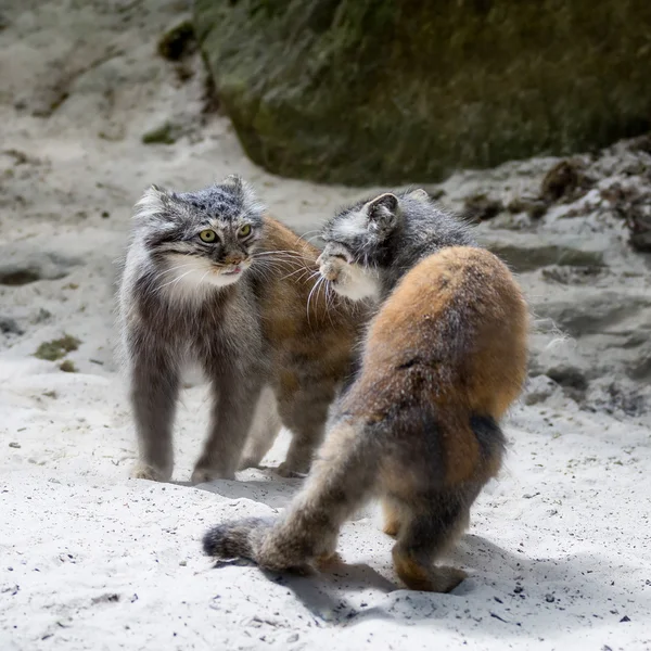 Manul — Stockfoto