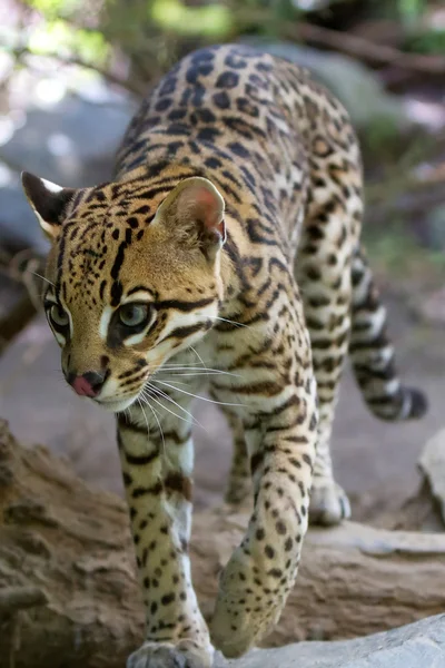 Ocelot, léopardus pardalis , — Photo