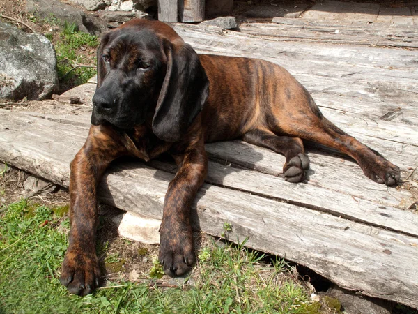 Perro de caza — Foto de Stock