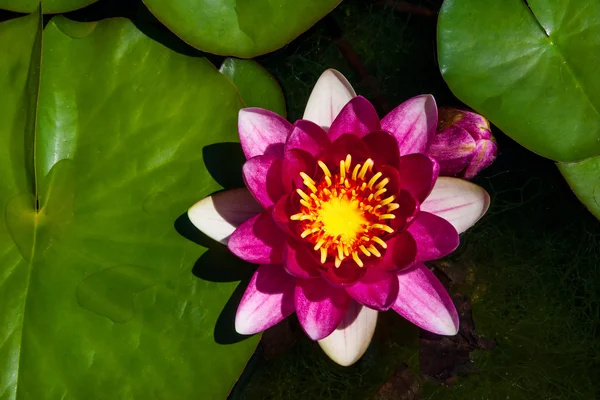Pink water lily flower — Stock Photo, Image