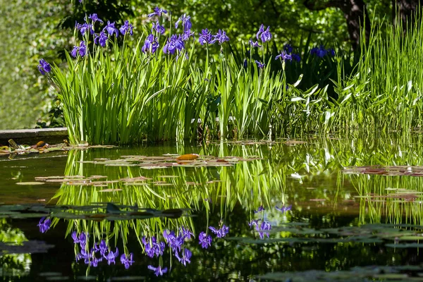 Fialový iris květiny — Stock fotografie