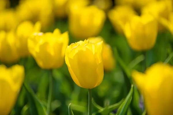 Field of tulips — Stock Photo, Image