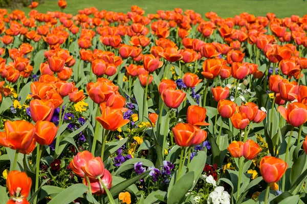 Pole tulipánů — Stock fotografie