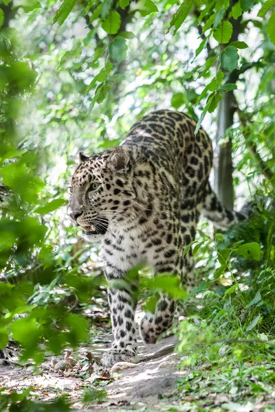 Amur-Leopard — Stockfoto