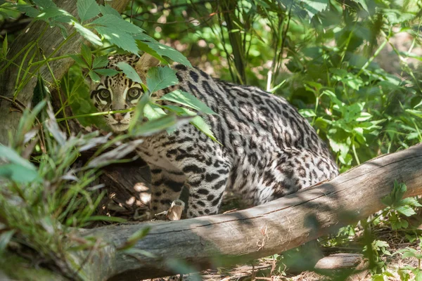 Ocelot — Zdjęcie stockowe