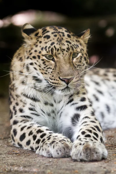 Amur Leopardo — Fotografia de Stock