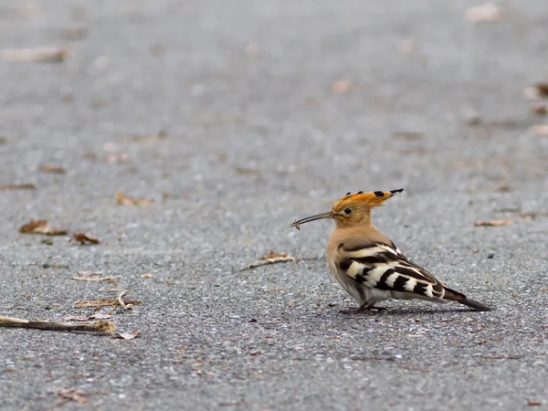 Hoopoe — Stock Photo, Image