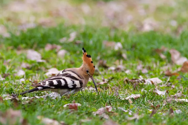 Wiedehopf oder Upupa — Stockfoto