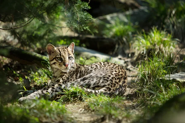 Ocelot. — Fotografia de Stock