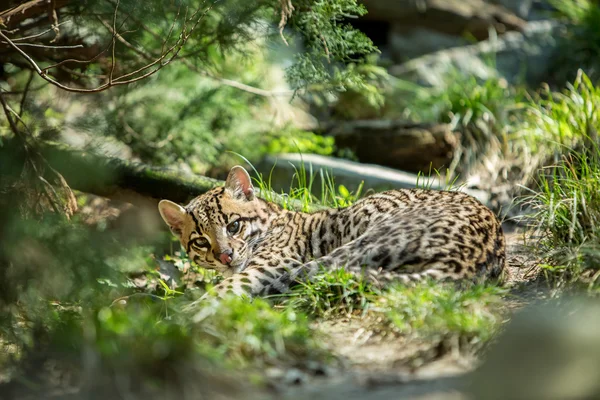 Ocelot — Foto Stock