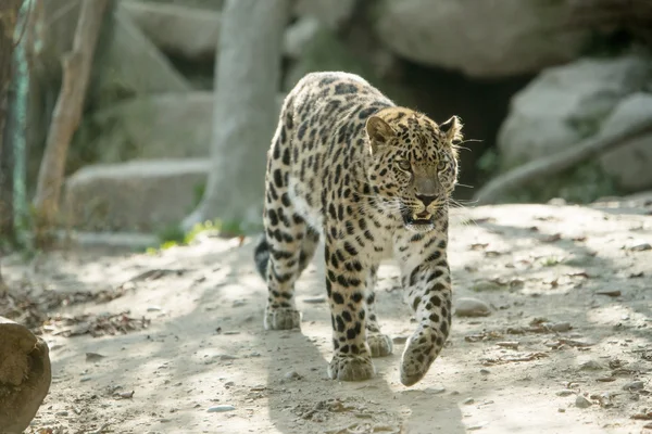 LEOPARD AMUR — Zdjęcie stockowe