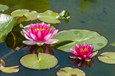 pembe nilüfer çiçeği