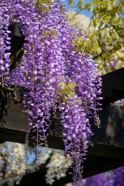 Wisteria asma