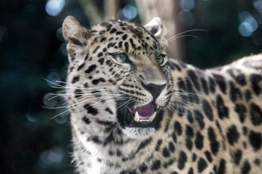 Amur leoparı
