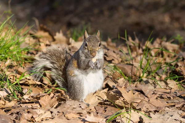 Grijze eekhoorn eten moer — Stockfoto