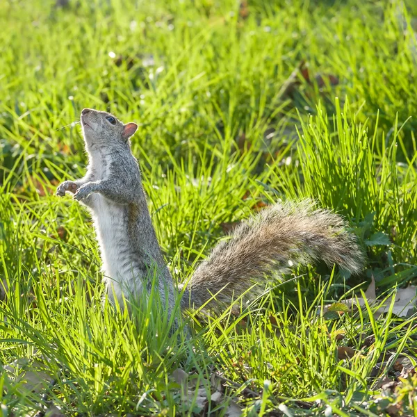 Grauhörnchen frisst Nuss — Stockfoto