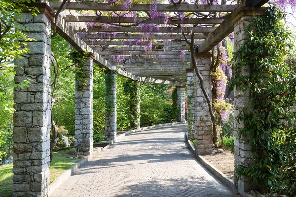 Wisteria asma