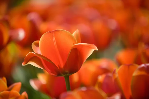 Tulipano rosso steli all'aperto — Foto Stock