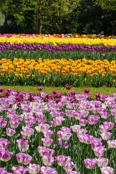 Vícebarevná pole tulipánů — Stock fotografie