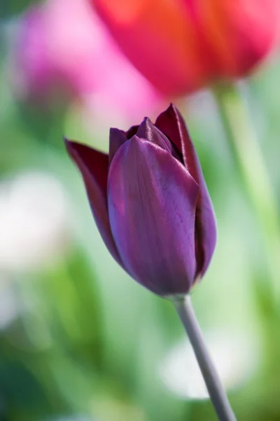 Tulipano viola steli all'aperto — Foto Stock