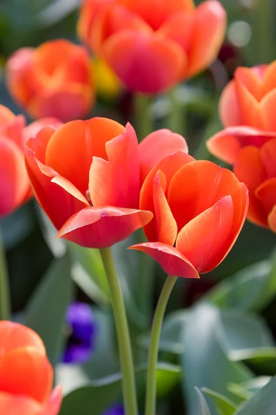 Tulipano rosso steli all'aperto — Foto Stock