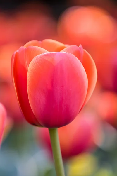 Červený Tulipán pramení venkovní — Stock fotografie