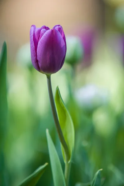 Purple tulip stems outdoor — Stock Photo, Image