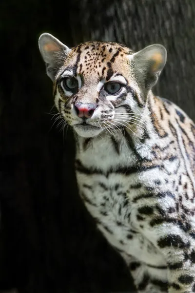 Ocelot — Stock Fotó