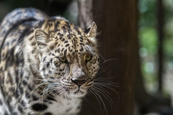 LEOPARD AMUR — Zdjęcie stockowe