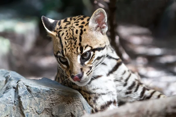 Ocelote — Foto de Stock