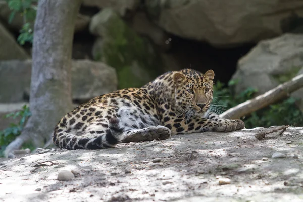 LEOPARD AMUR — Zdjęcie stockowe