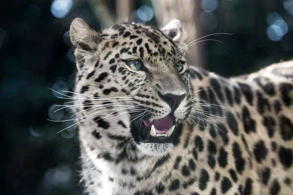 Amur leoparı — Stok fotoğraf
