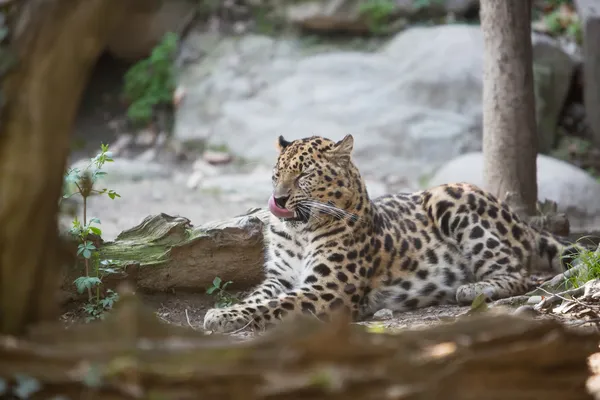 Amur leopard — Stock Photo, Image