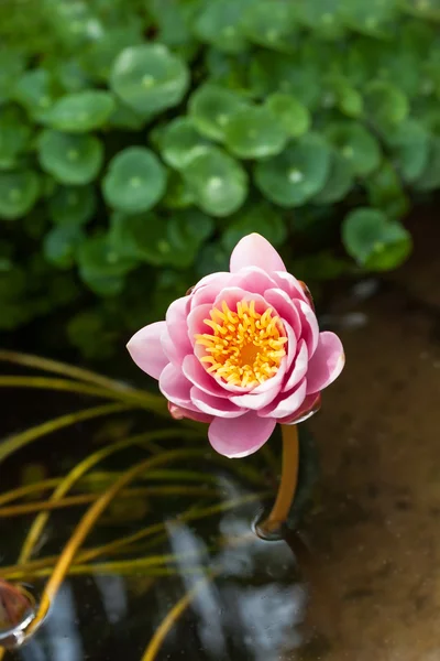 Leknín růžový květ — Stock fotografie