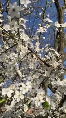 Yakın plan, yeşil buğday tarlası