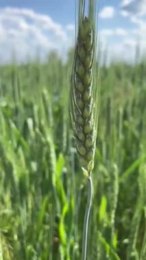 Yakın plan, yeşil buğday tarlası