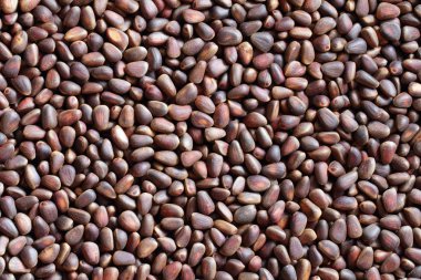 soyulmamış çam fıstığı. arka plan