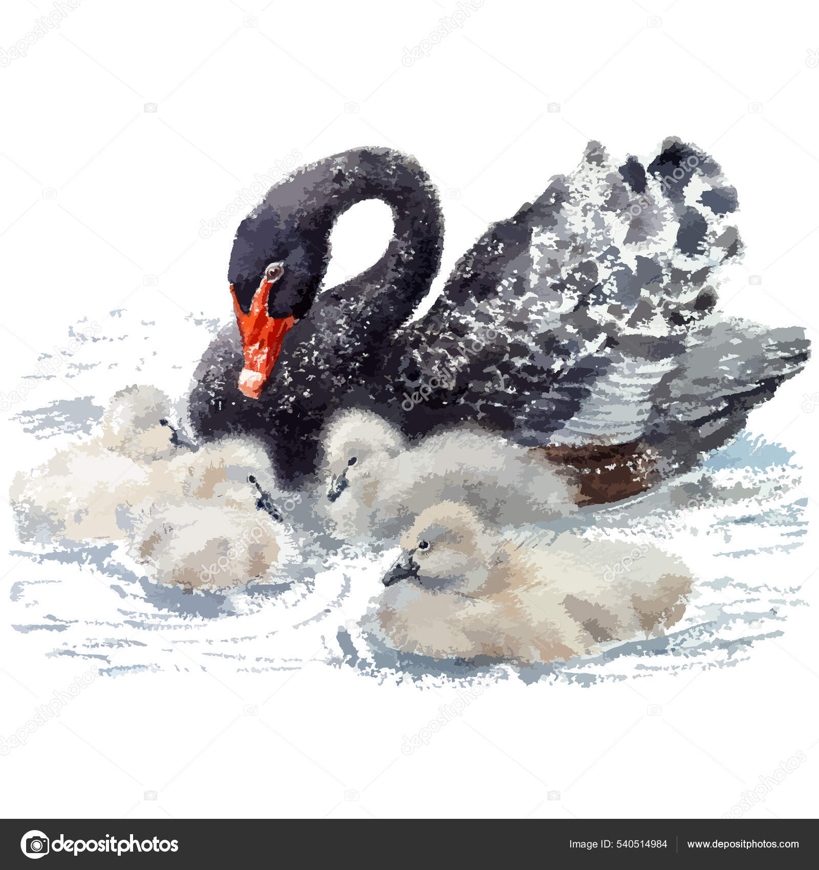白鳥の雛ストックベクター ロイヤリティフリー白鳥の雛イラスト Depositphotos