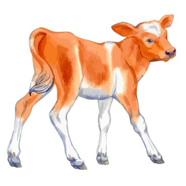 Vector illustration of baby cow.
