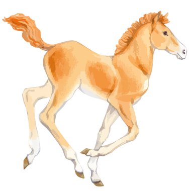 Vector watercolor illustration of running baby horse.
