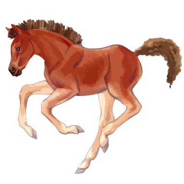 Vector watercolor illustration of running baby horse.