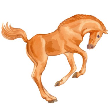 Vector watercolor illustration of running baby horse.