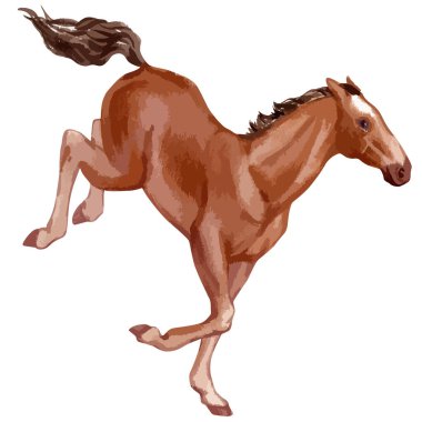 Vector watercolor illustration of running baby horse.