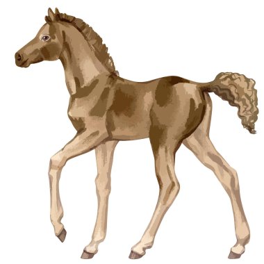 Vector watercolor illustration of running baby horse.